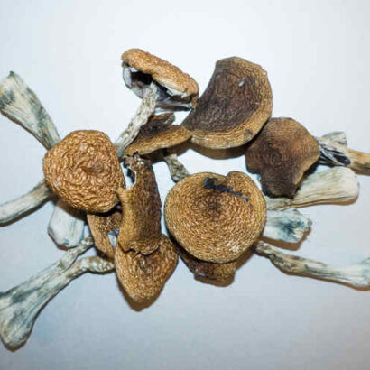 Buy Wavy Caps Mushrooms Online