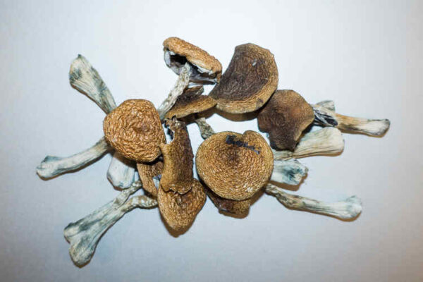 Buy Wavy Caps Mushrooms Online