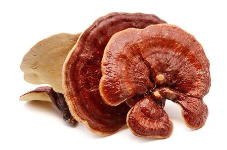 Buy Reishi Mushroom Online, where to buy reishi mushroom